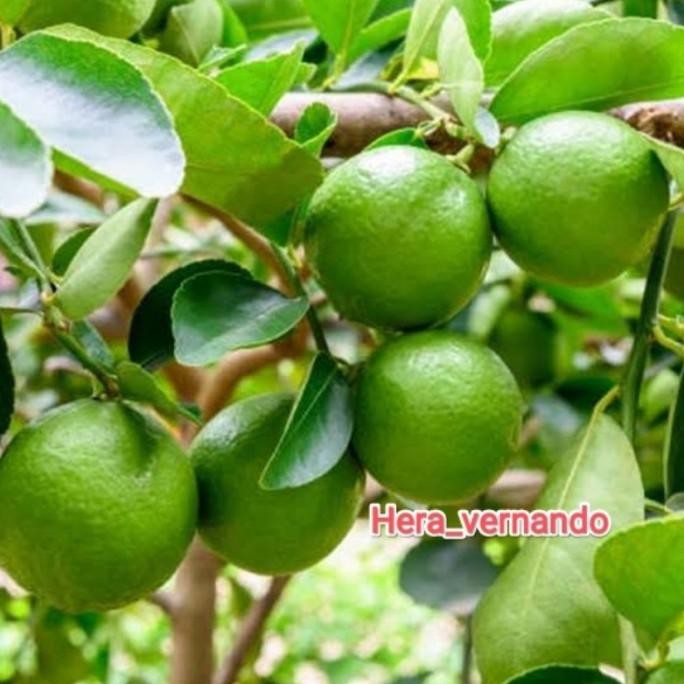 

Terlaris Terlaris Bibit Jeruk Nipis Sudah Berbuah Tanaman Jeruk Nipis Super