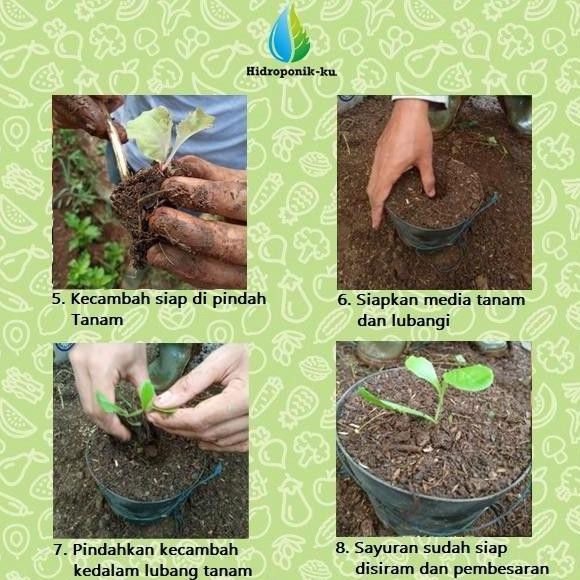 

Terlaris (Promo) Bibit/ Benih Daun Mint Pepermin (100 Biji) Hidroponik Ku Bestseller