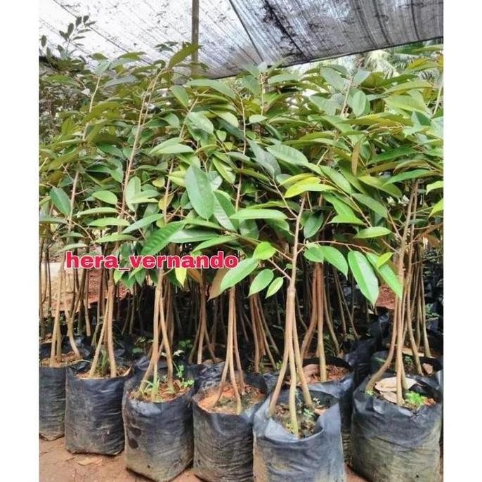 

Terlaris Ready Bibit Durian Musangking Kaki 3 Super Cepat Berbuah