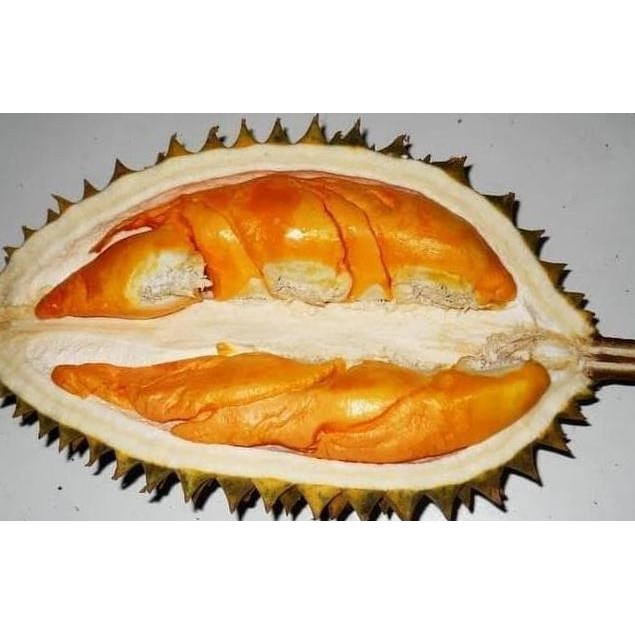 

Terlaris Bibit Tanaman Durian Orange / Lay Crv Cccc