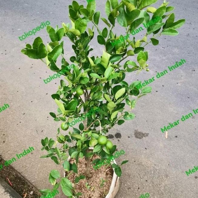 

Terlaris Fresh !!! Bibit Pohon Jeruk Nipis Berbuah, Tanaman Jeruk Nipis Kampung Murah