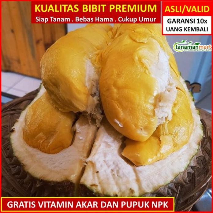 

Terlaris Bibit Tanaman Buah Durian Bawor Unggul, Murah, Bergaransi