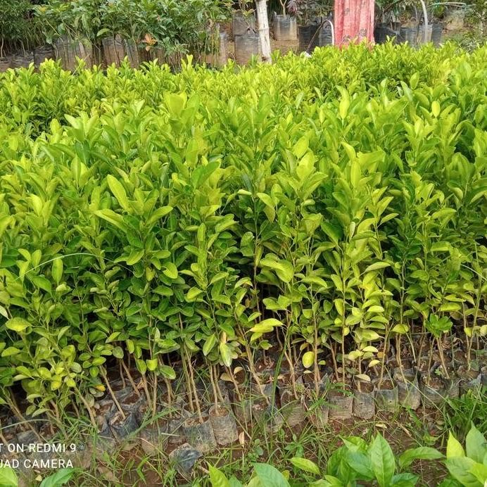

Terlaris Bibit Jeruk Nipis Sedling Tinggi 40 Cm