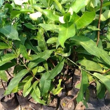 

Terlaris Bibit Pohon Jambu Citraaa