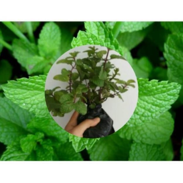 

Terlaris Jual Bibit Daun Mint ! Bibit Daun Mint !