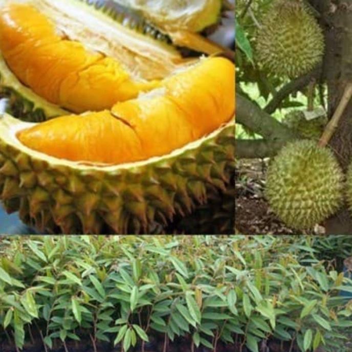 

Terlaris Bibit Durian Musangking