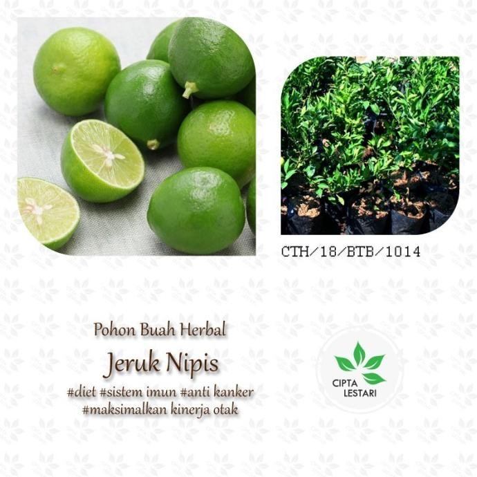 

Terlaris Bibit Pohon Jeruk Nipis Tanaman Buah Herbal Premium