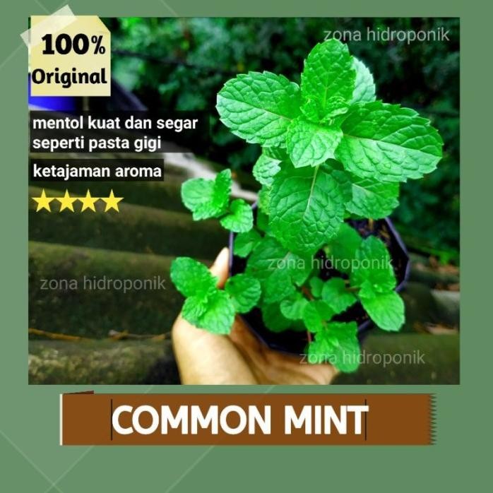 

Terlaris Tanaman Daun Mint Commont Mint / Bibit Mint / Pohon Mint / Daun Min