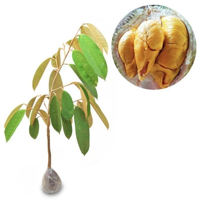 

Terlaris Bibit Buah Durian Musangking