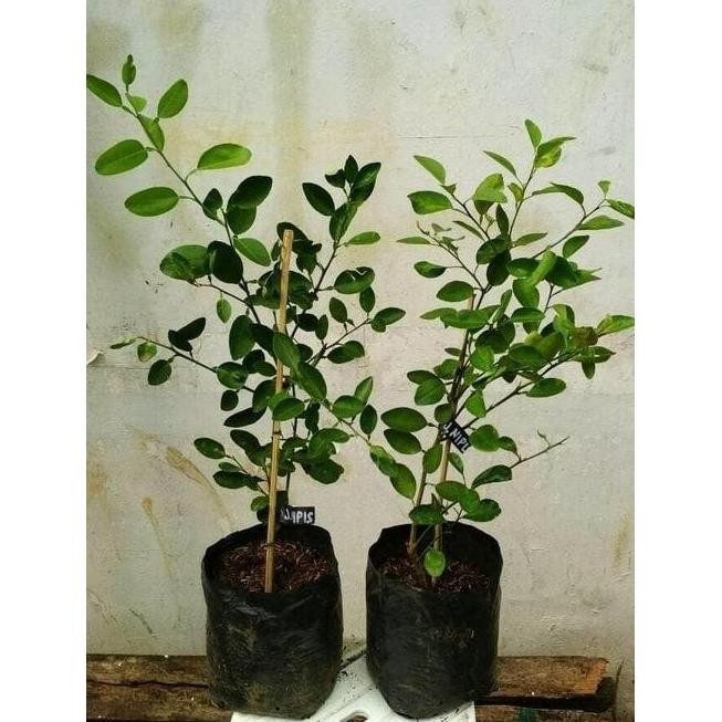 

Terlaris Fresh !!! Bibit Jeruk Nipis/Pohon Jeruk Nipis Murah