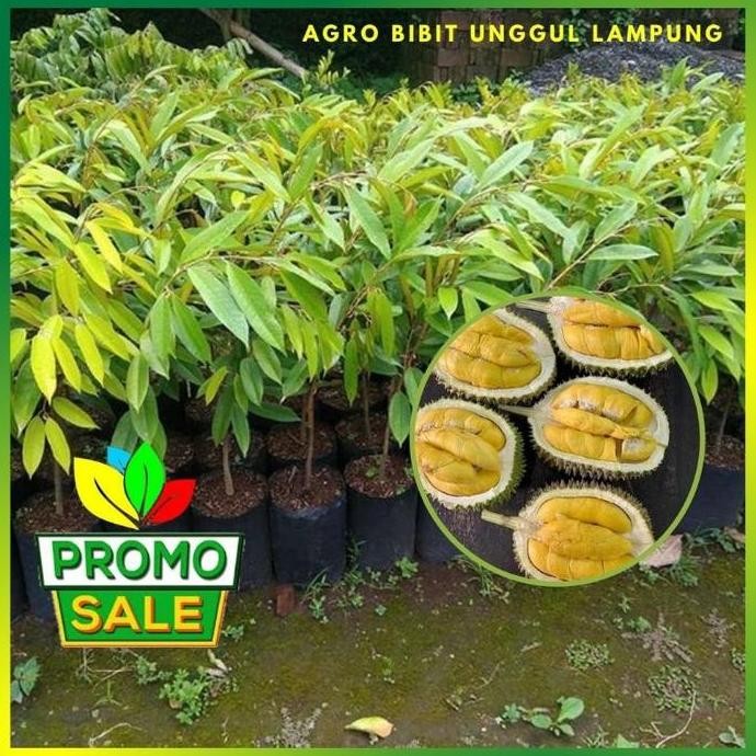 

Terlaris Bibit Durian Musangking Asli Valid Tanaman Okulasi Cepat Berbuah Pohon