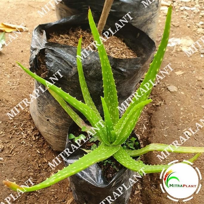 

Terlaris Bibit Tanaman Lidah Buaya - Pohon Aloe Vera - Tanaman Herbal Barang Super