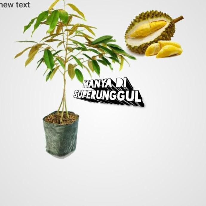 

Terlaris Bibit Durian Matahari Kaki 3