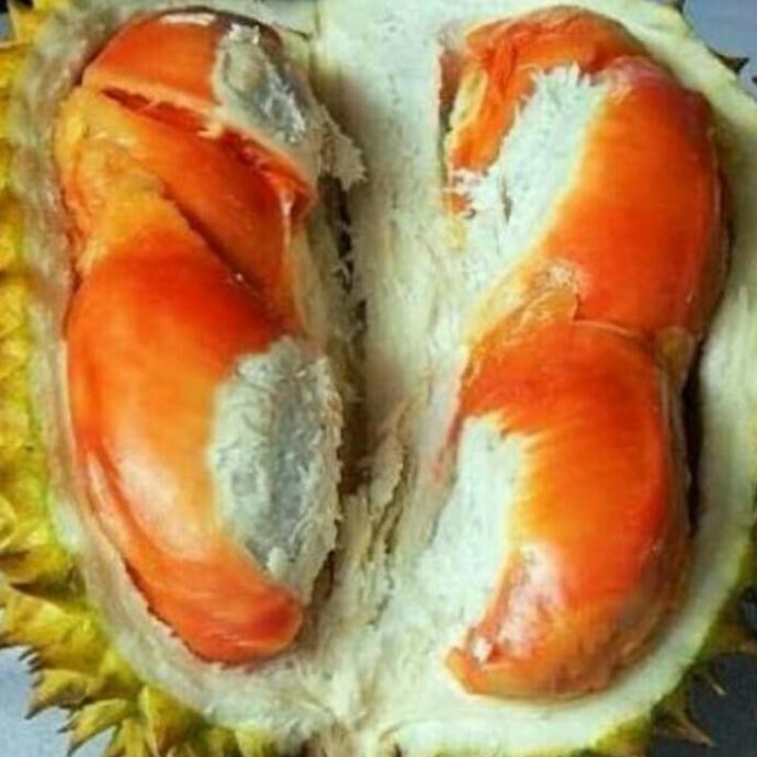 

Terlaris Bibit Durian Udang Merah Kaki 3
