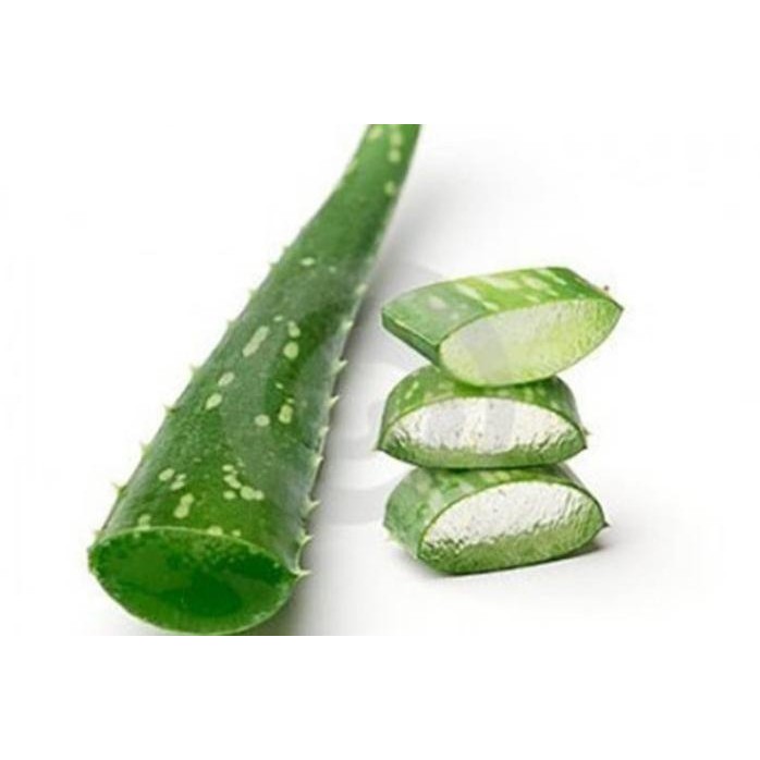 

Terlaris Special Bibit Lidah Buaya Tanaman Herbal