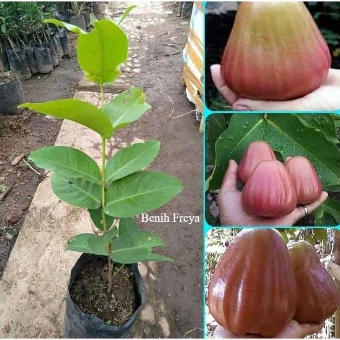 

Terlaris Bibit Jambu King Rose Okulasi Super