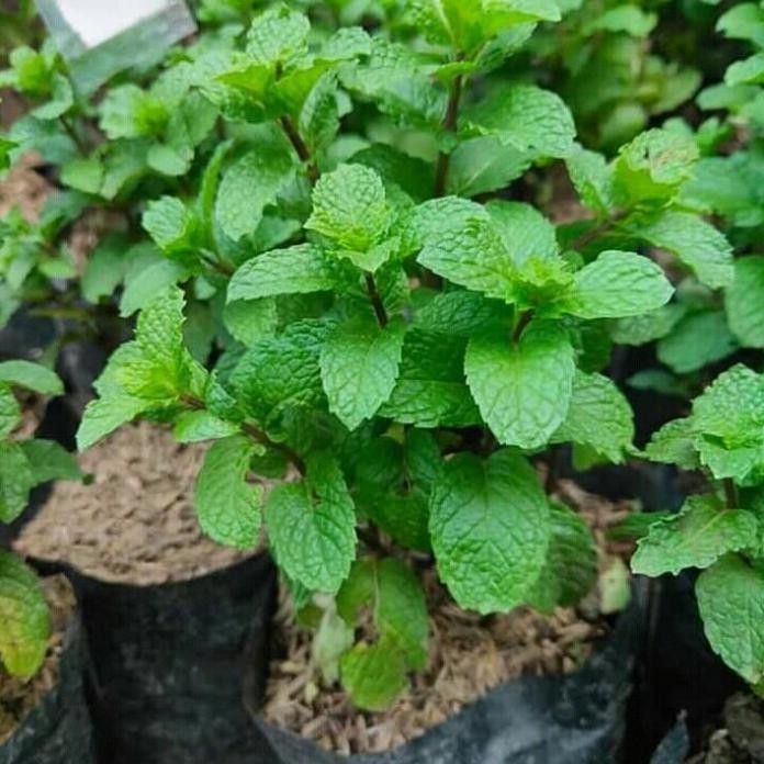 

Terlaris Promo!! Paket 5 Bibit Tanaman Daun Mint | Rimbun | Tanaman Daun Mint