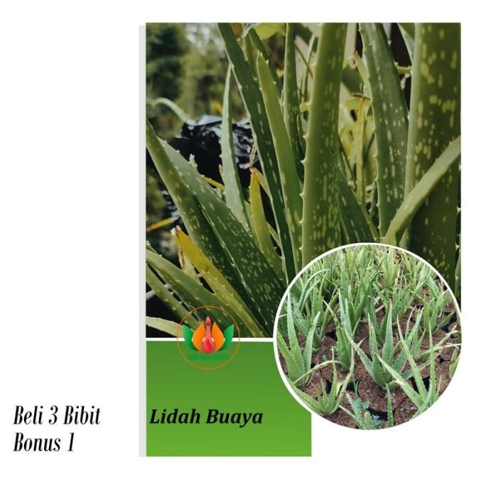 

Terlaris Bibit Tanaman Lidah Buaya