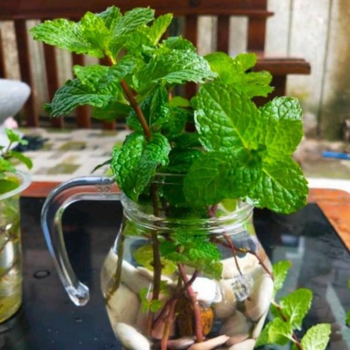 

Terlaris Bibit Tanaman Herbal Daun Oregano - Bibit Daun Mint