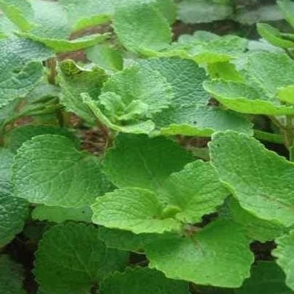 

Terlaris Bibit Tanaman Mint Bibit Daun Mint Bibit Peppermint Poho Ahgotp 9281Kk