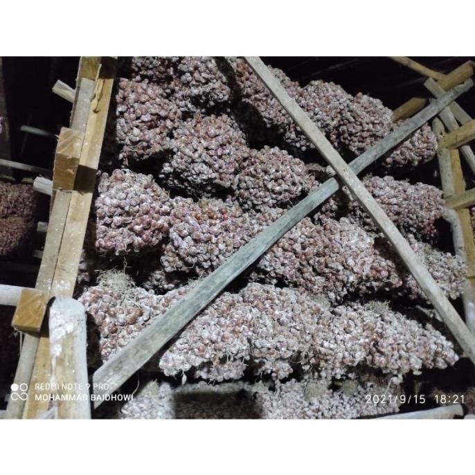 

Terlaris Bibit Bawang Merah Jenis Tajuk Nganjuk Umur 3 Bulan Puttru 7600Hf