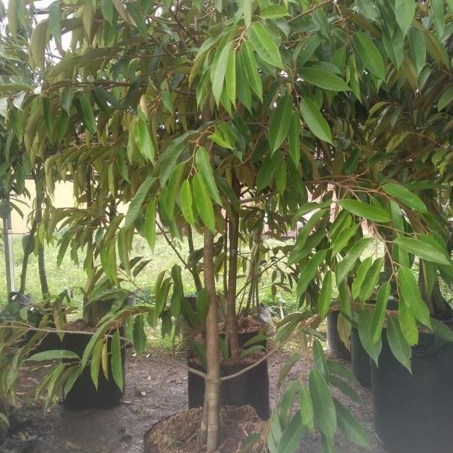 

Terlaris Bibit Pohon Durian Ochee ( Batang Besar ) Duri Hitam / Black Thorn