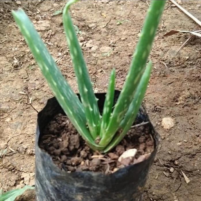 

Terlaris Bibit Lidah Buaya Jumbo