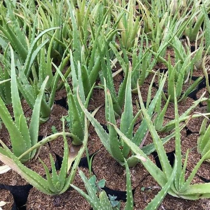 

Terlaris Bibit Lidah Buaya (Aloevera) Per (1 Bibit)