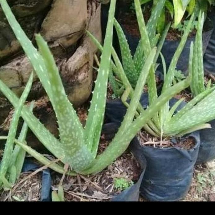 

Terlaris Bibit Lidah Buaya Aloevera / Tanaman Hias Lidah Buaya / Pohon Herbal Bibit Tanaman Super Unggul Asli Original