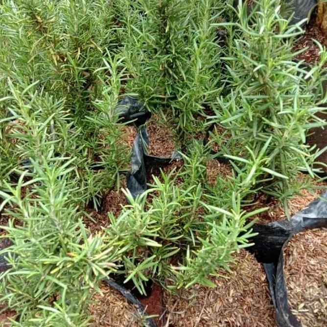 

Terlaris Bibit Pohon Rosemary - Tanaman Anti Serangga Az