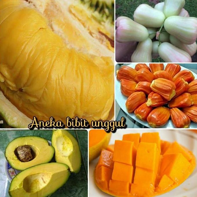 

Terlaris Paket 5 Bibit Mangga Alpukat Jambu Madu Deli Durian Montong Nangka