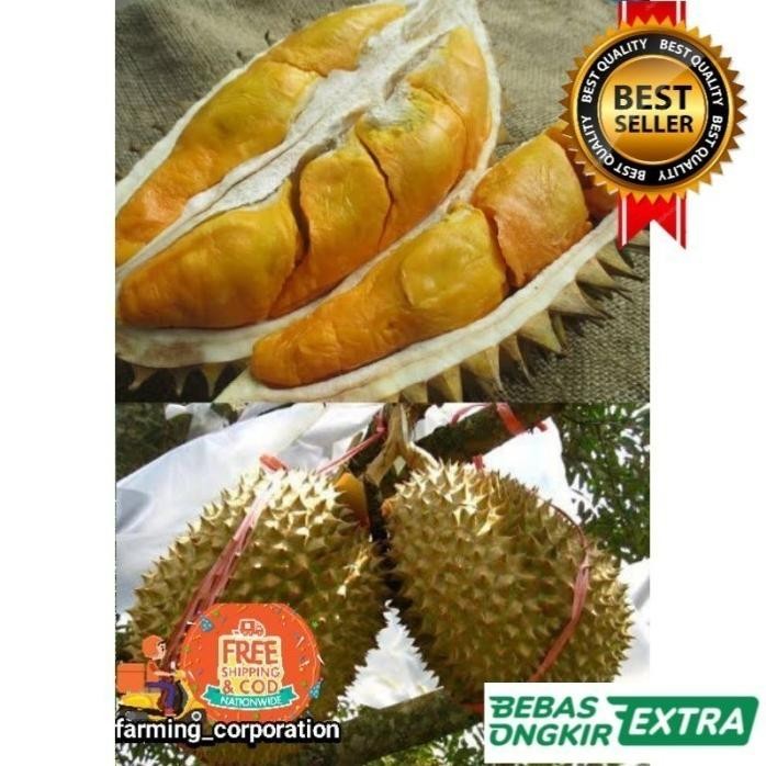 

Terlaris Bibit Durian Simas Hasil Okulasi Unggul Cepat Berbuah