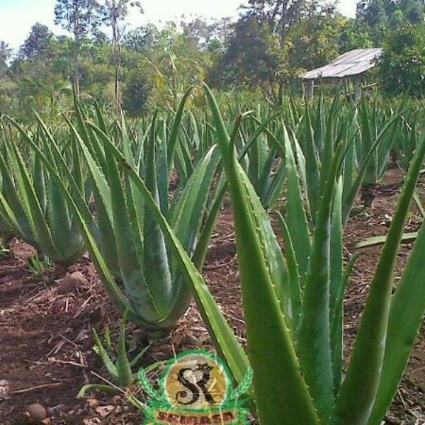 

Terlaris Termurah Bibit Tanaman Lidah Buaya Jumbo Pontianak