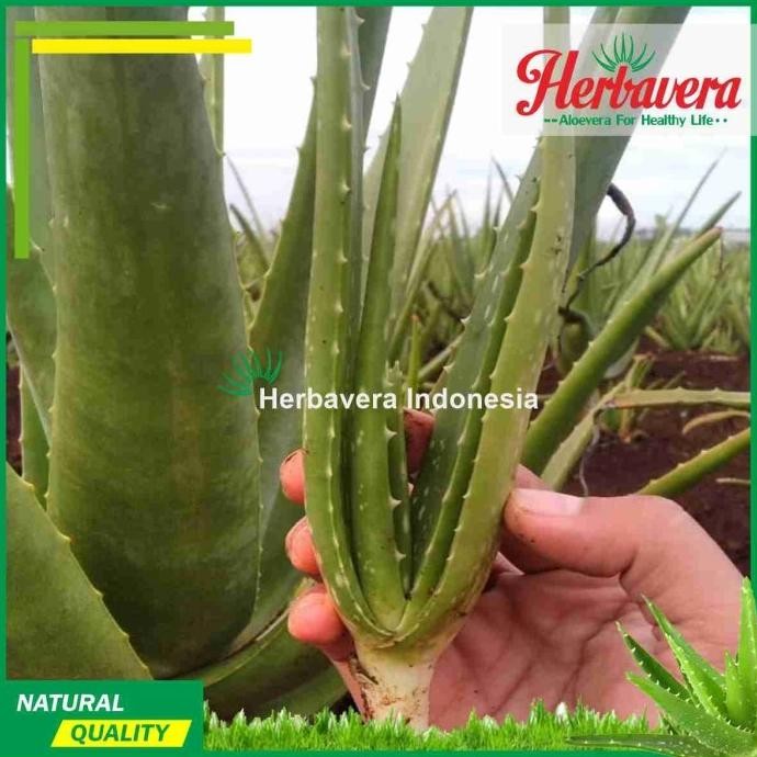 

Terlaris Aloevera Bibit Lidah Buaya Jumbo Herbavera Original