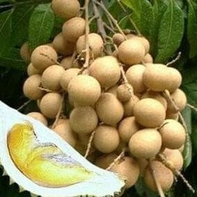 

Terlaris Bibit Tanaman Kelengkeng Aroma Durian