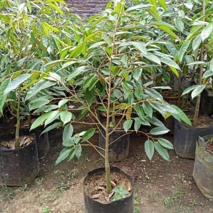 

Terlaris Bibit Durian Premium Okulasi Musangking Montong Bawor Duri Hitam - Tinggi 60-70 Cm