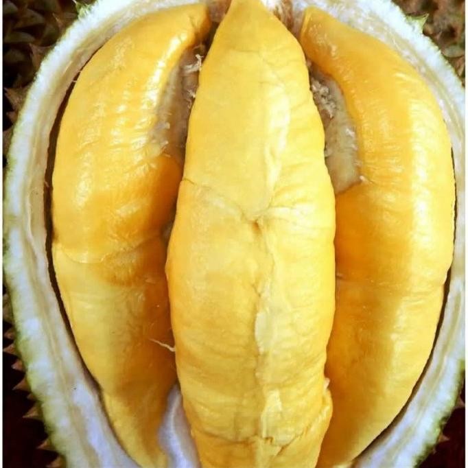 

Terlaris Bibit Tanaman Buah Durian Montong Super Murah