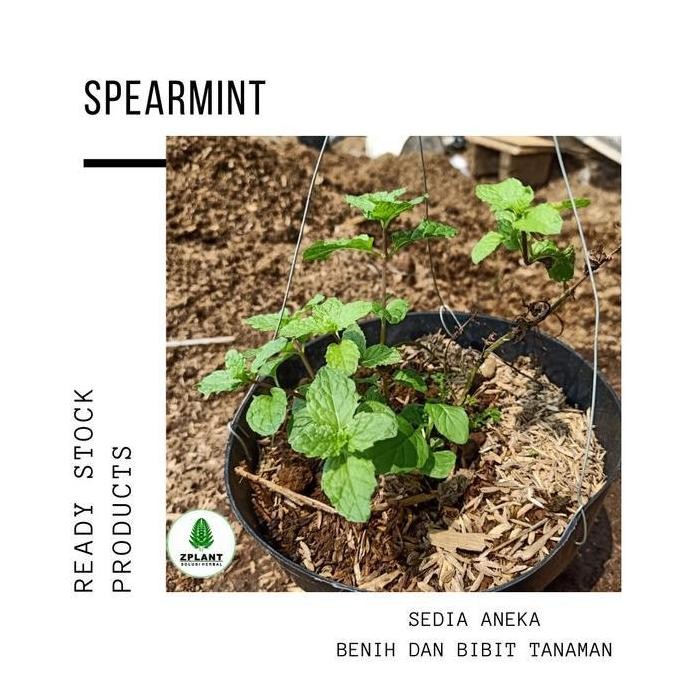 

Terlaris Oorriiii Bibit Tanaman Mint Spearmint - Daun Bahan Herbal - Pohon Obat