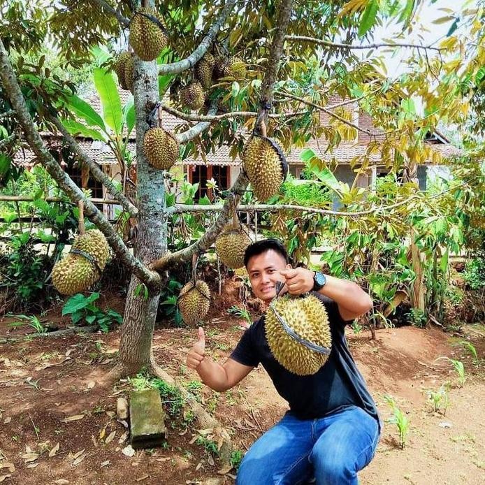 

Terlaris Bibit Durian Musangking Kaki 3