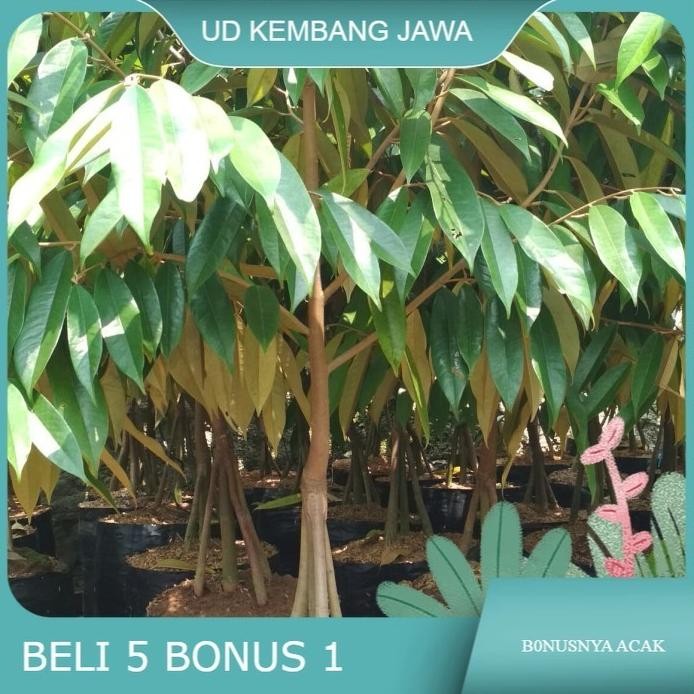 

Terlaris Bibit Pohon Durian Musang King Super Kaki 3(1,5 Meter) Batang Besar