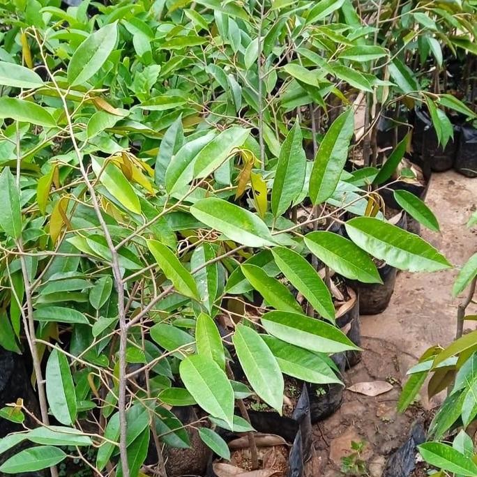 

Terlaris Bibit Durian Duri Hitam 1 Meter