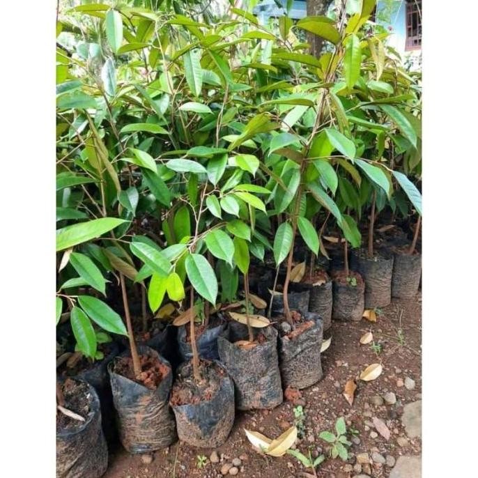 

Terlaris Paket 3 Bibit Durian Musangking Sudah Okulasi Unggul