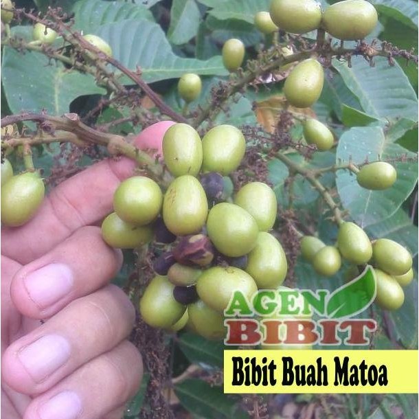 

Terlaris Bibit Buah Matoa - Tanaman Buah Mirip Lengkeng Aroma Durian Khas Papua