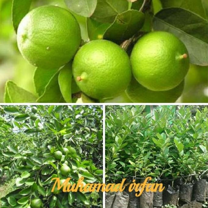 

Terlaris Bibit Jeruk Nipis