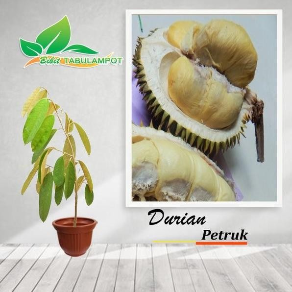 

Terlaris Bibit Tanaman Buah Durian Petruk Bb90