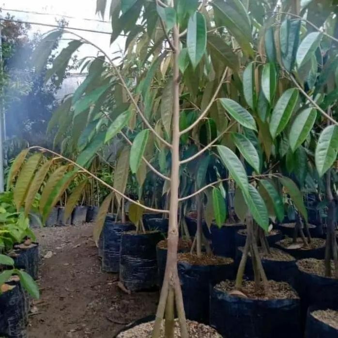 

Terlaris Bibit Tanaman Buah Durian Montong Kaki 3 Tinggi 1 Meter Up