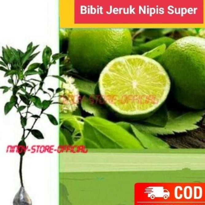 

Terlaris Terlaris Sudah Berbuah Bibit Tanaman Buah Jeruk Nipis Super Okulasi