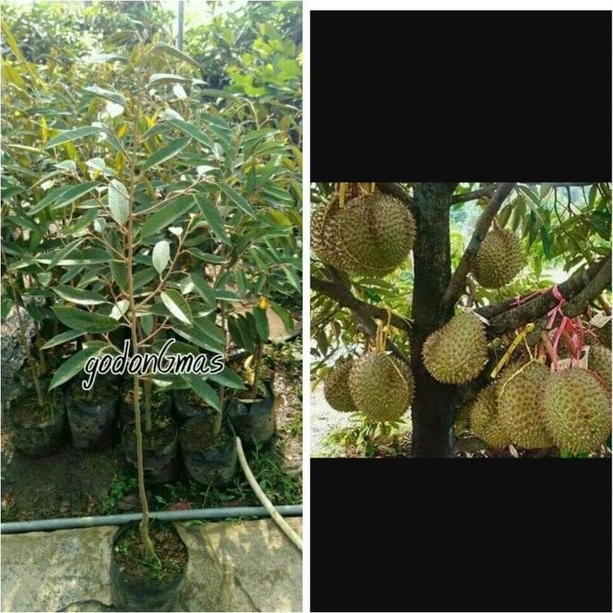 

Terlaris Bibit Durian Musang King