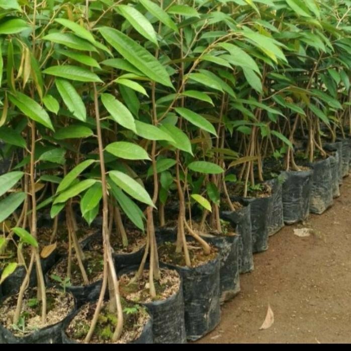 

Terlaris Bibit Durian Duri Hitam Kaki 3/ Durian Ochee Kaki 3 Superunggul Asli Original