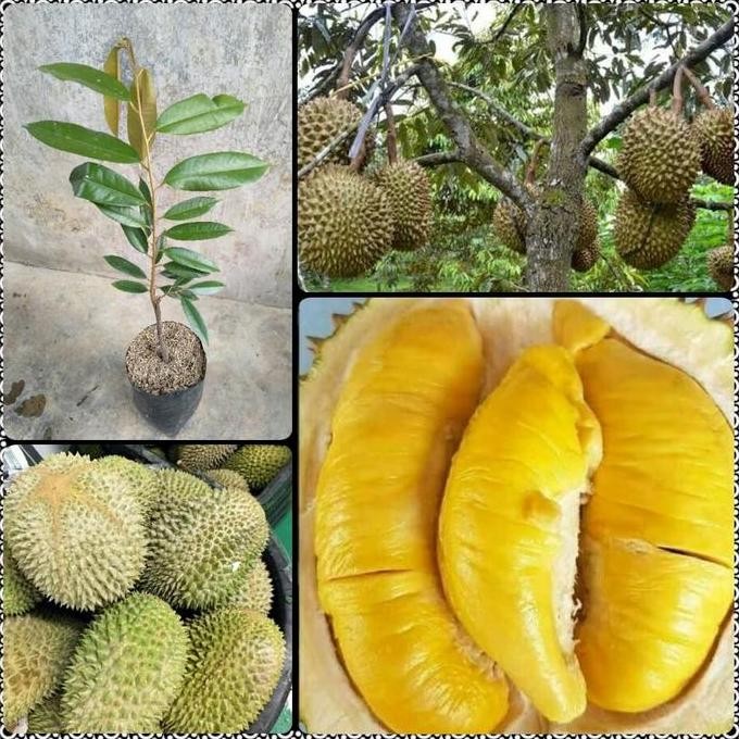 

Terlaris Benih Bibit Tanaman Buah Durian Musangking